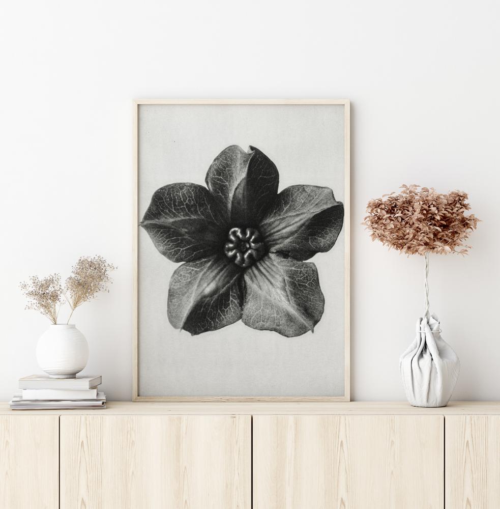 Grey Flower III Постер