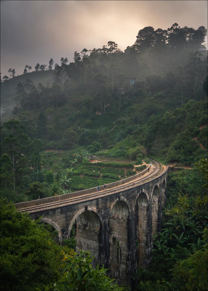 Jungle train rails Постер