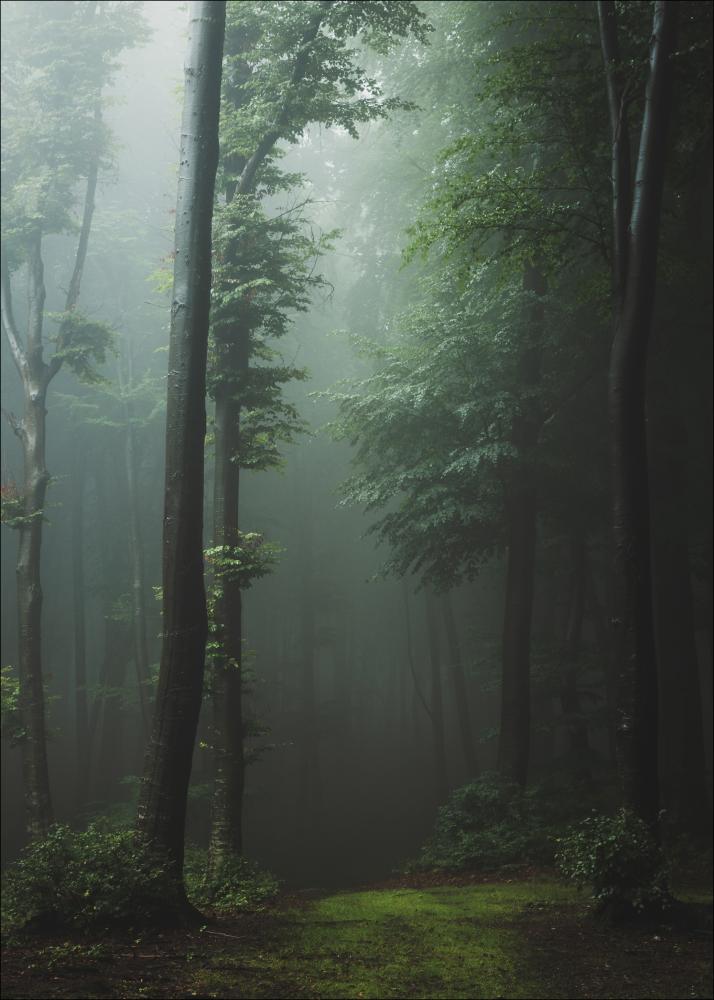 Mysterious forest Постер