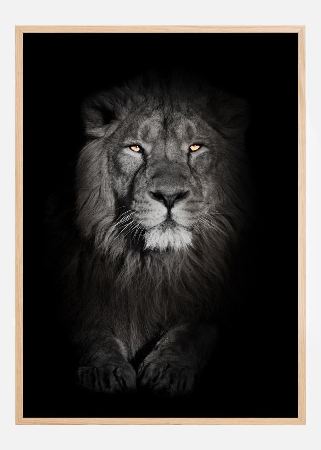 Lion in black and white Постер