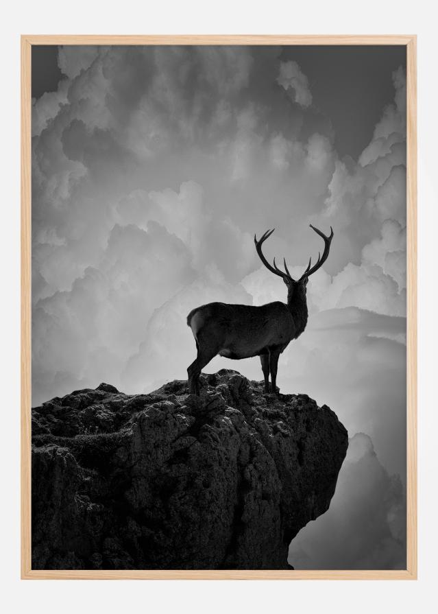 Black and White Deer Постер