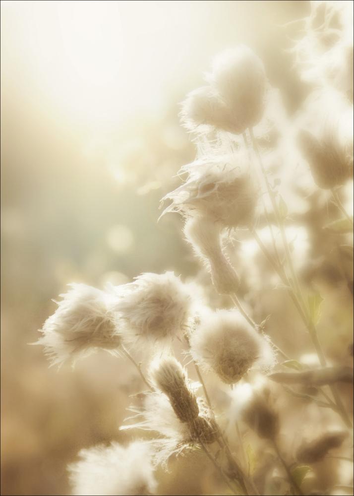 Fluffy flowers Постер