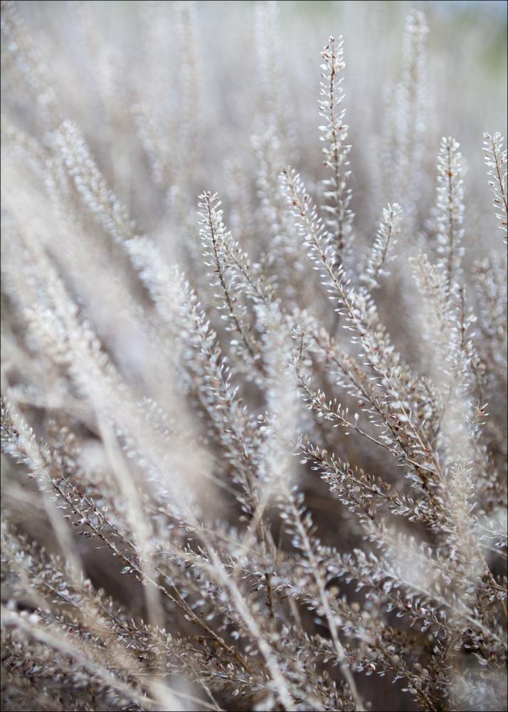 Frosty Grass Постер