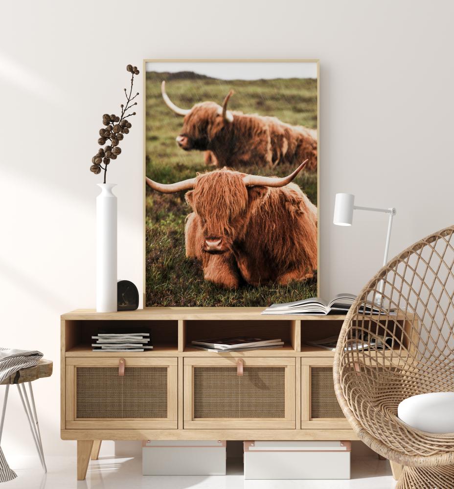 Highland Cattle Постер