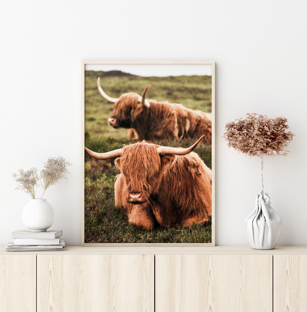 Highland Cattle Постер