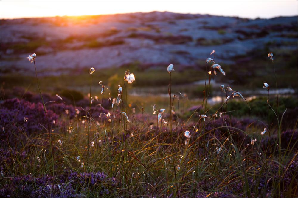 Summer evening on the rocks Постер