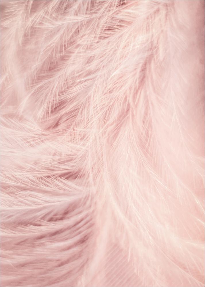 Pink Feathers Постер