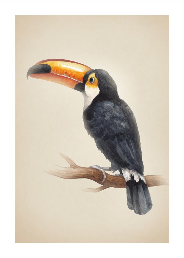 Tropical Toucan Постер