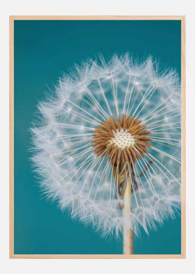 Dandelion Macro Sky Постер