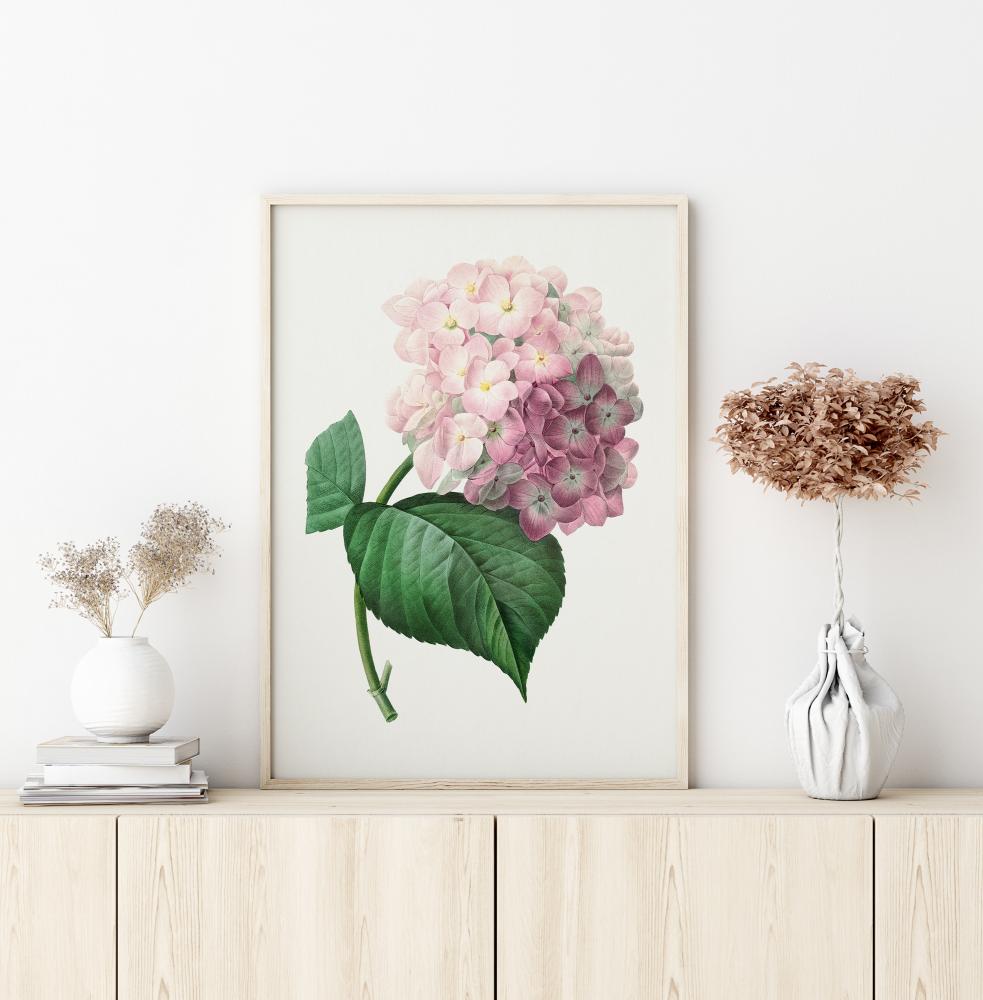 Hydrangea Macrophylla Постер