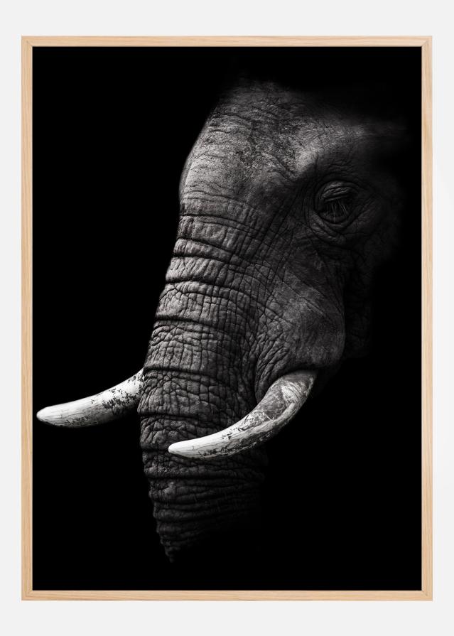 Portrait Elephant Постер