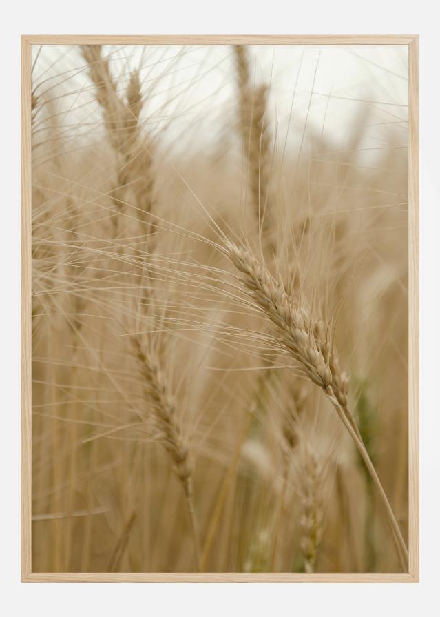 Wheat Field Постер