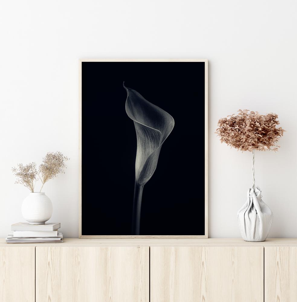 Calla Lily Постер