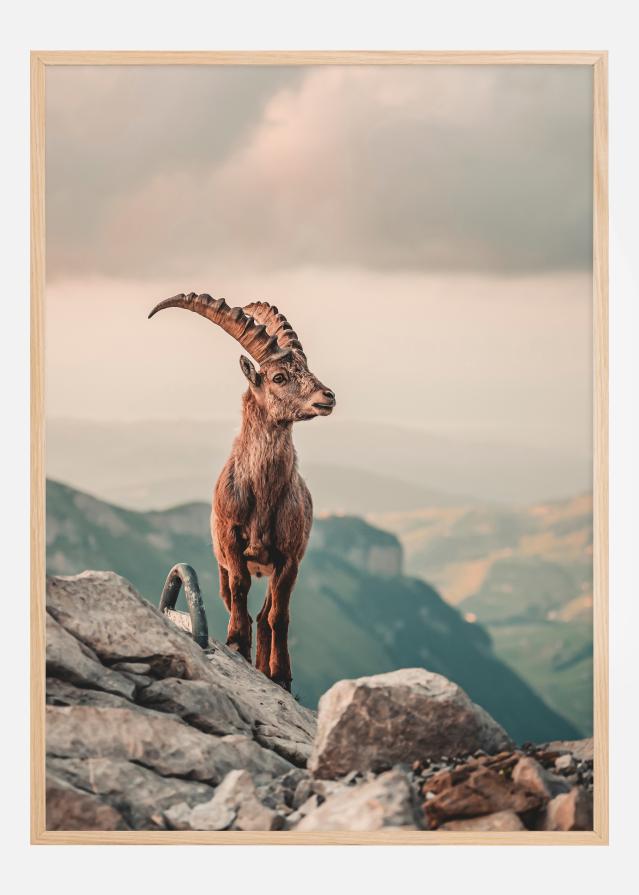 Mountain Goat Постер