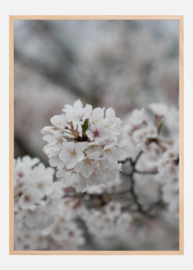 Cherryblossom Постер