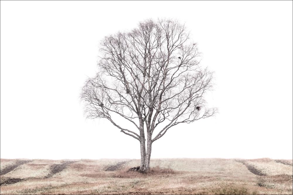 The lonely tree Постер