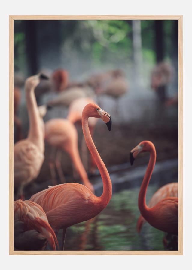 Flamingo Постер