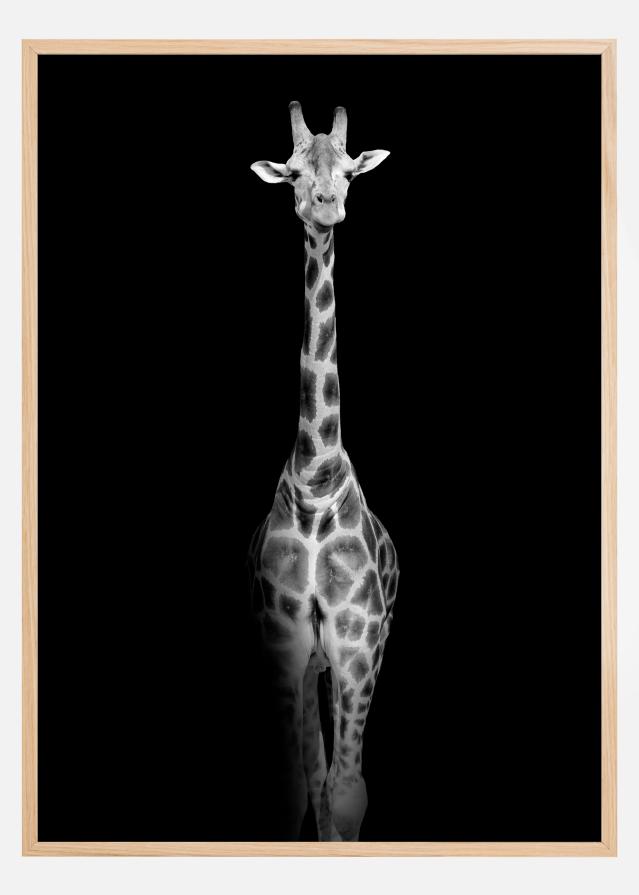 Stunning giraffe Постер