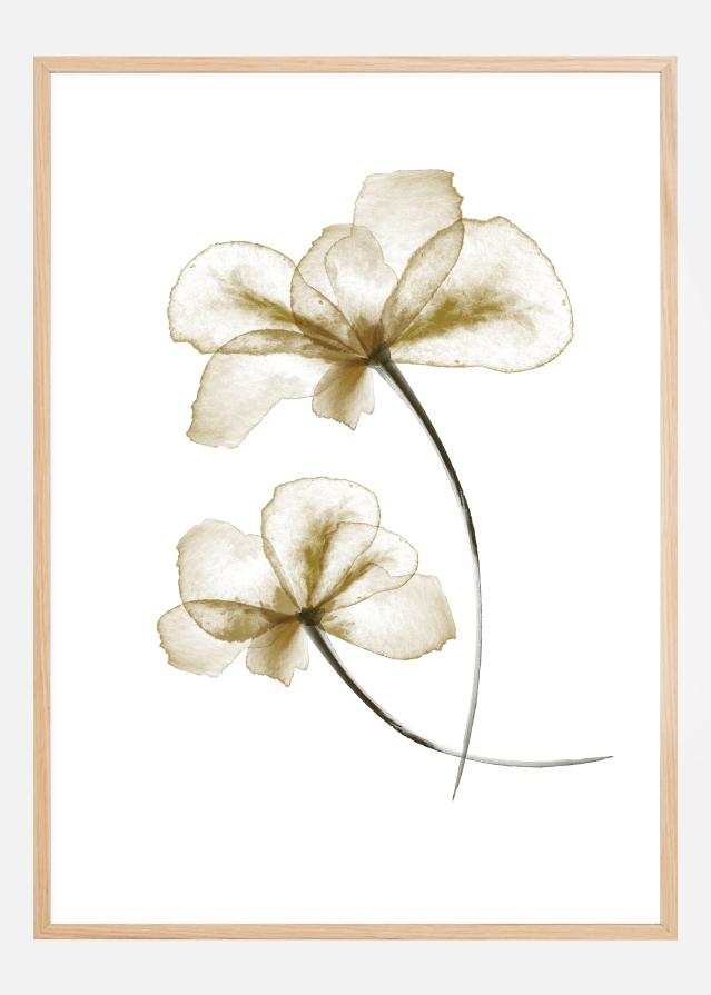 Pressed Flowers Постер