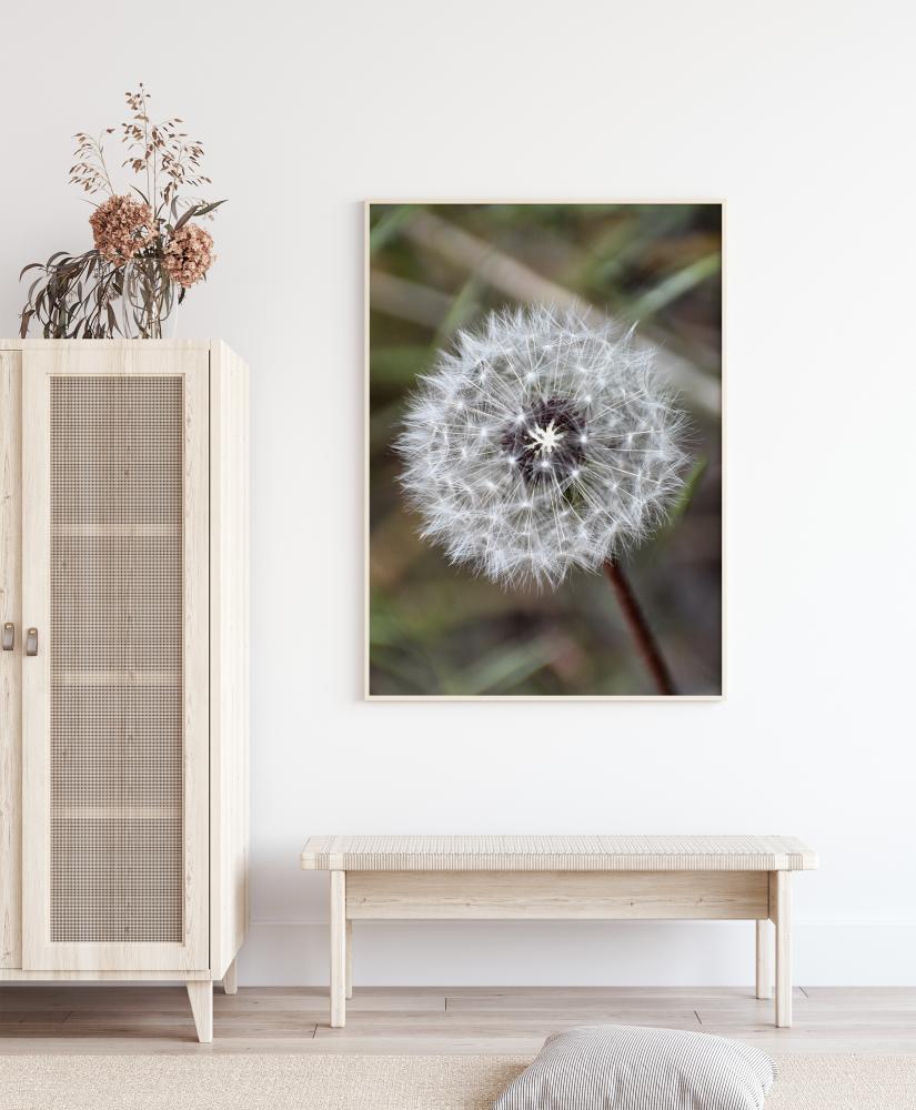 Dandelion Постер