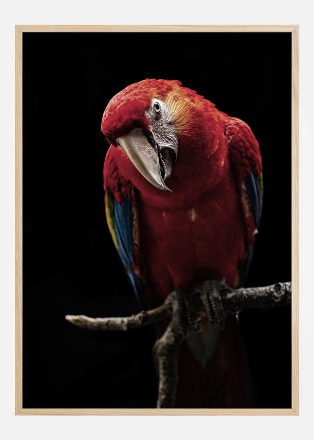 Portrait of Scarlet Macaw Постер