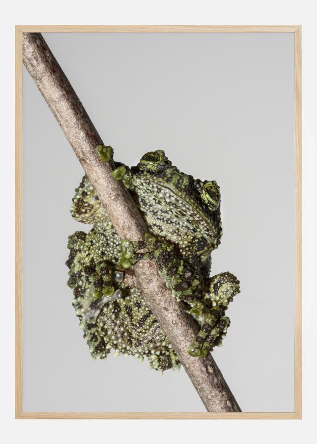 Frog On Tree Постер