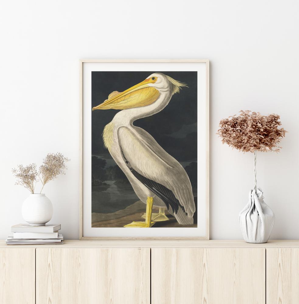 American White Pelican Постер