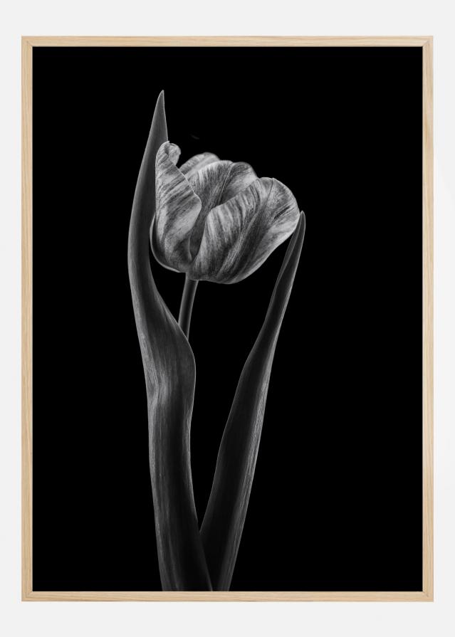 Rembrandt Tulip Постер