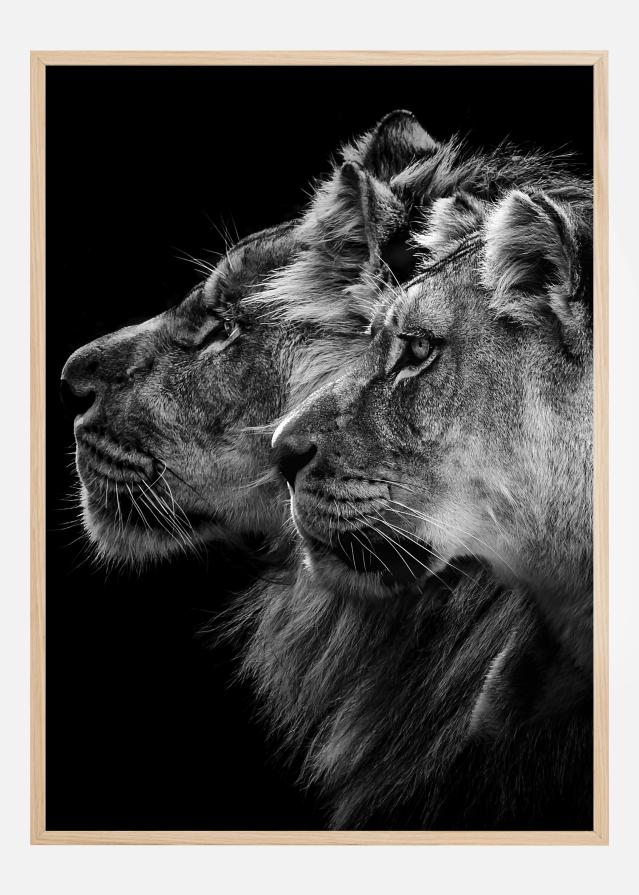 Lion and lioness portrait Постер