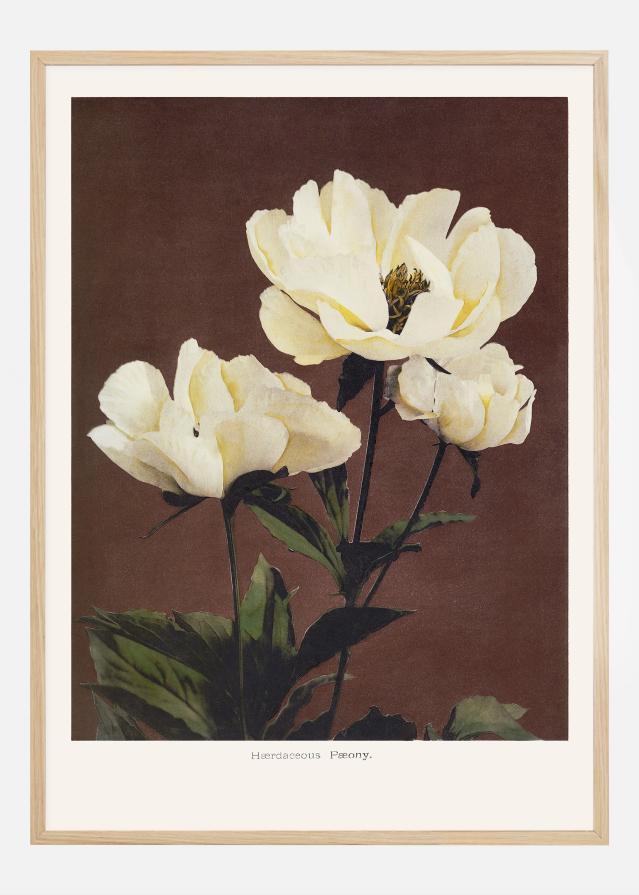 Habrdaceous Peony Постер