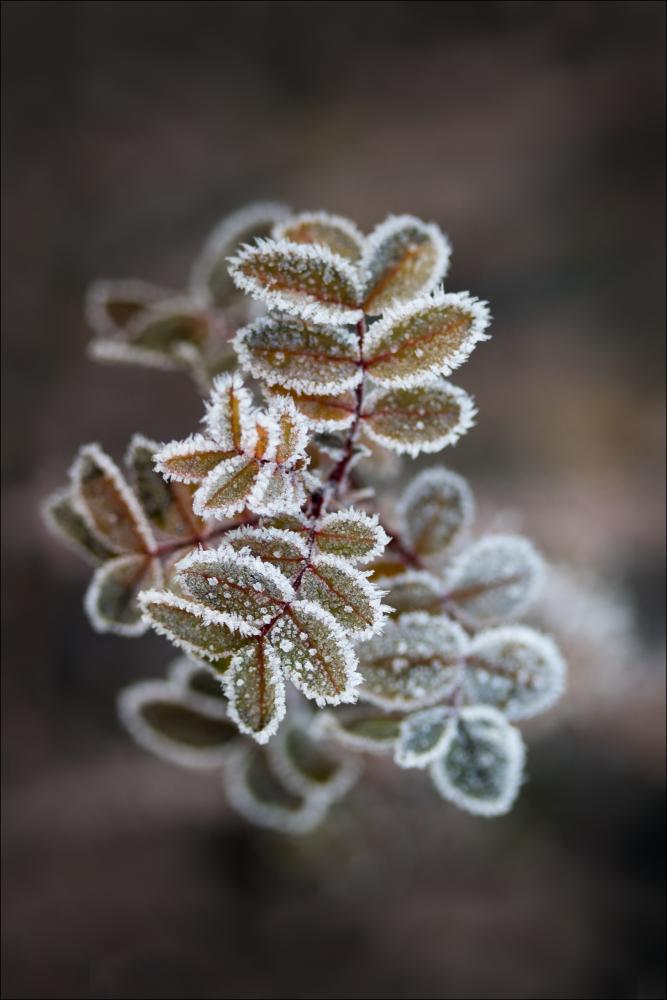 Frosty rose petals Постер