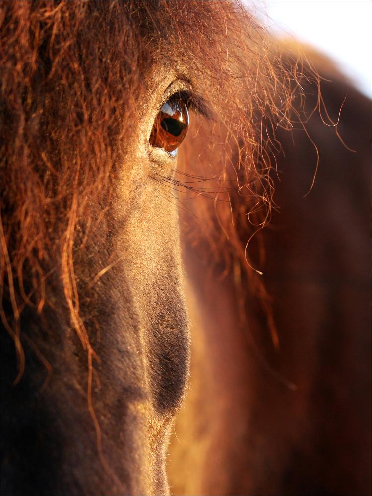 Horse sunset Постер