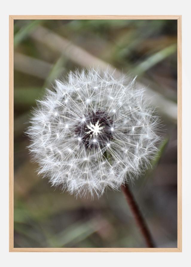 Dandelion Постер