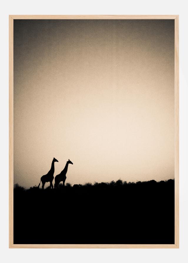 Giraffes Постер