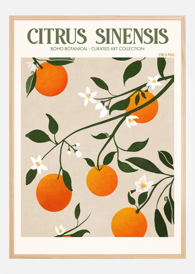 Boho Citrus Sinensis Постер