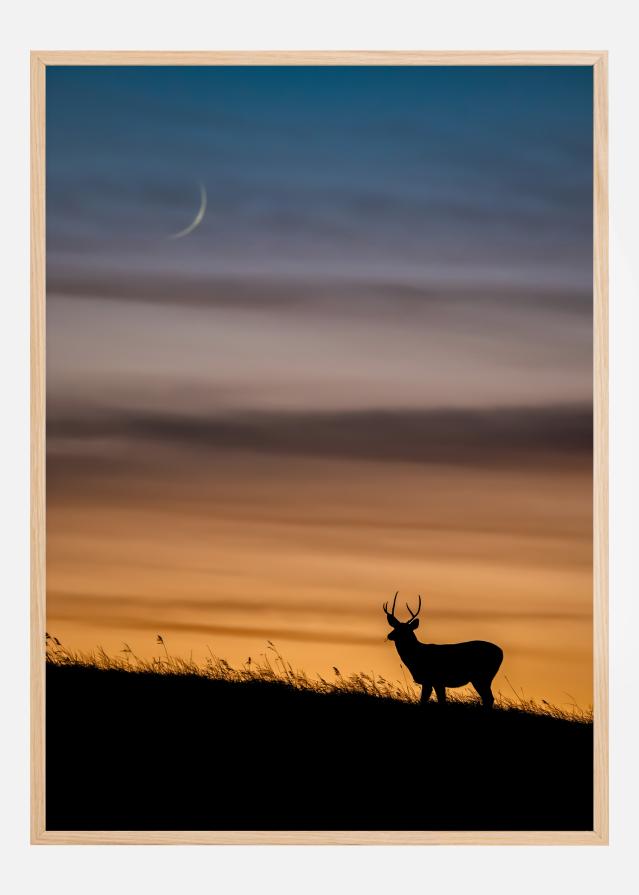 Deer In Sunset Постер