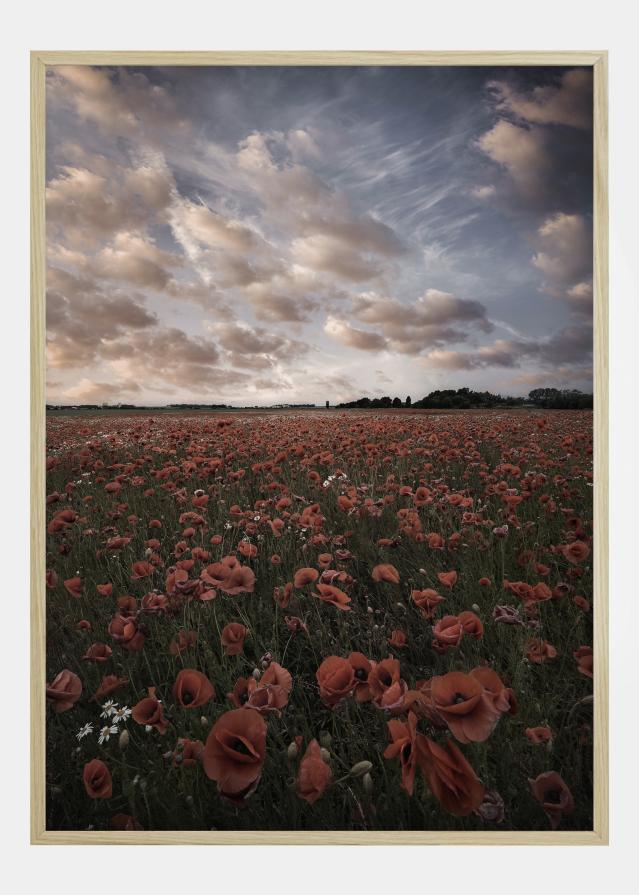 Poppy Field In Sweden Постер