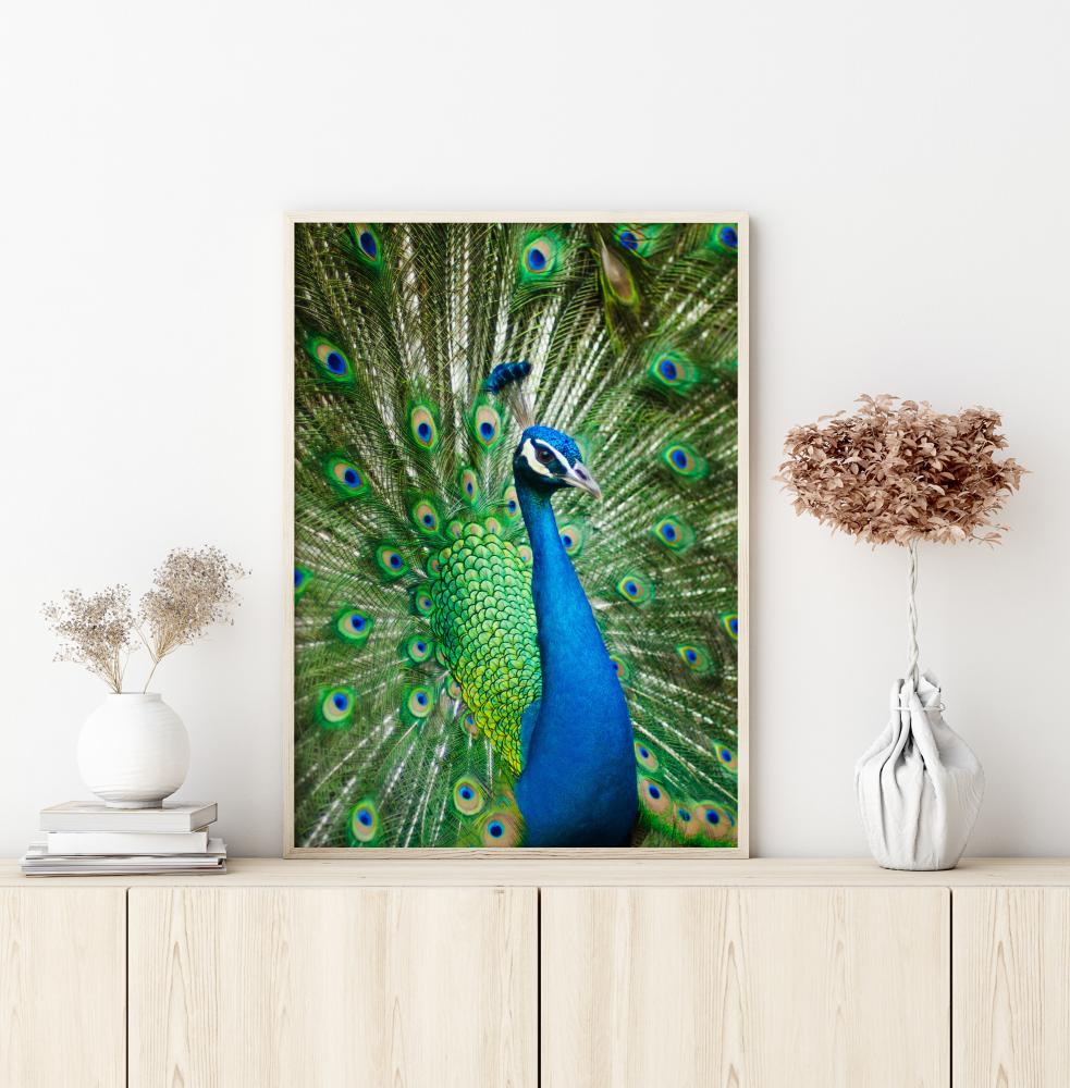 Peacock Постер