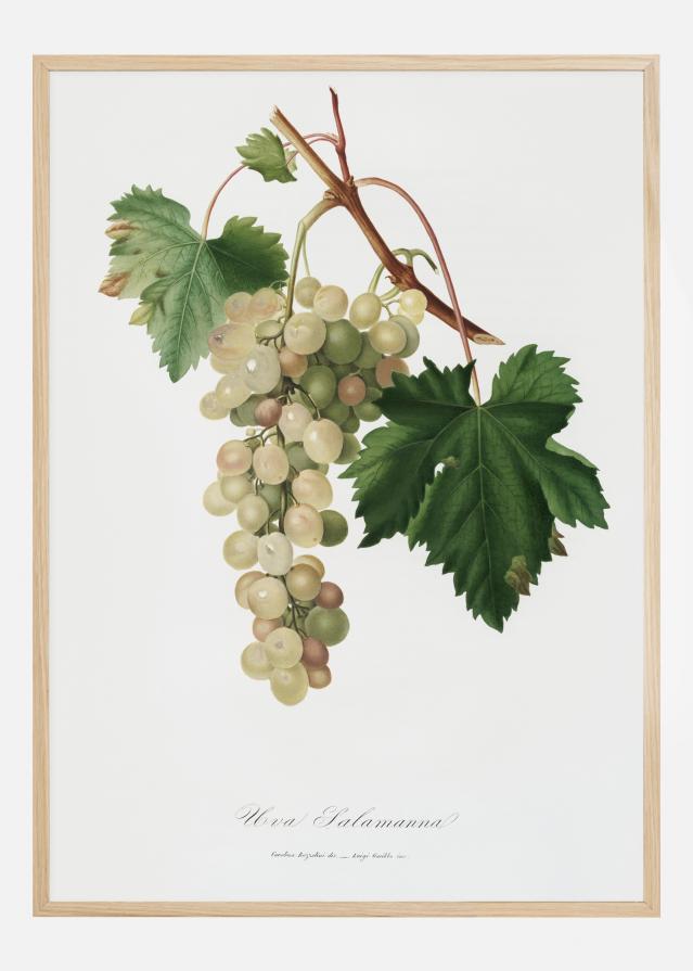 Grapes I Постер